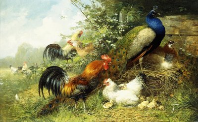 鶏と孔雀、1899年 作： Arthur Fitzwilliam Tait