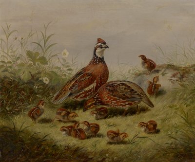 ウズラと若者 作： Arthur Fitzwilliam Tait