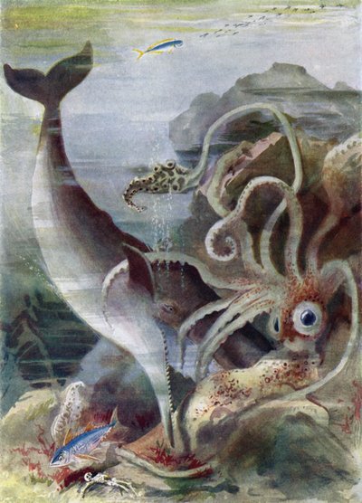 巨大なイカを攻撃するマッコウクジラ 作： Arthur Twidle