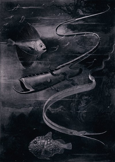 深海魚（リトグラフ 作： Arthur Twidle