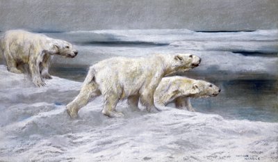 ホッキョクグマ、1900年頃（灰色の紙に色付きのチョーク） 作： Arthur Wardle