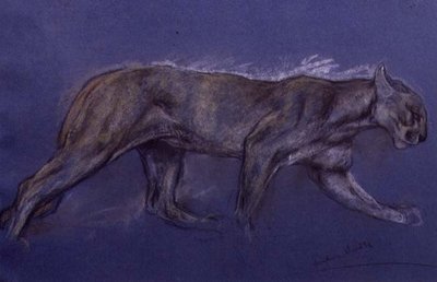 プーマ（紙にチョーク） 作： Arthur Wardle