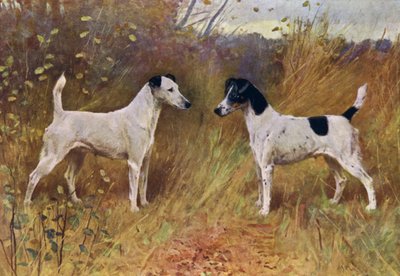 ライバルの美人、チャンピオンのドナ・フォーチュナとチャンピオンのダーラム公爵夫人 (色リソ) 作： Arthur Wardle