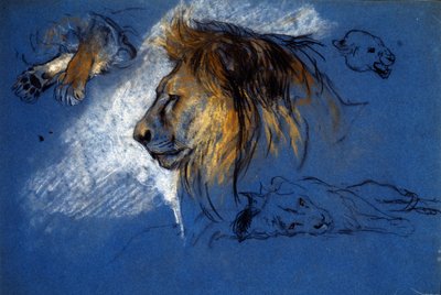 ライオンの習作、1905年頃（青い紙にパステル） 作： Arthur Wardle