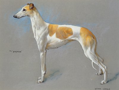 白と子鹿のチャンピオン グレイハウンド雌犬「バーメイド」 (紙にパステル) 作： Arthur Wardle