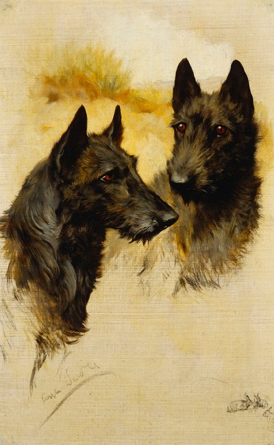 2 つのスコティッシュ テリア (キャンバスに油彩) 作： Arthur Wardle