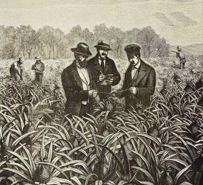 イングランド（19世紀）。植民地化（1880年）。バハマ・パイナップル栽培。ニュープロビデンス島のイギリス植民地。パイナップルはナッソー港からの輸出品のひとつで、最も重要なものだった。エングレーヴィング。個人蔵 作： Artist Unknown