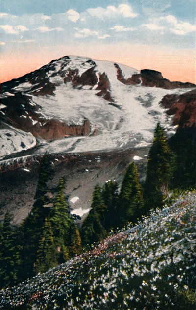 雪崩ユリ、レーニア山で成長、c1916 作： Asahel Curtis