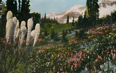 マウントレーニア国立公園、c1916で成長しているインドのバスケット草 作： Asahel Curtis
