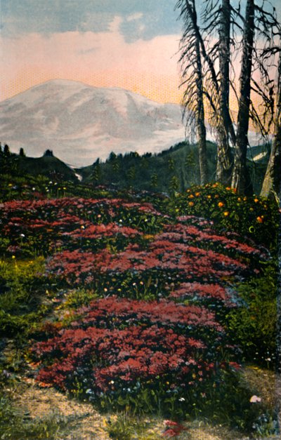パープルヘザーが成長しているマウントレーニア国立公園、c1916 作： Asahel Curtis