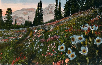 マウントレーニア国立公園、c1916のアネモネ 作： Asahel Curtis