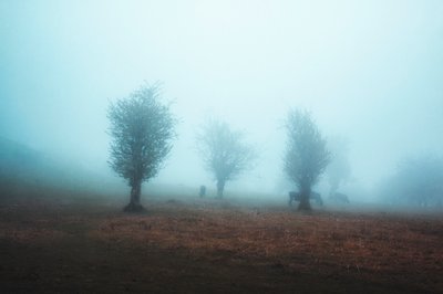  作： Asef Azimaie