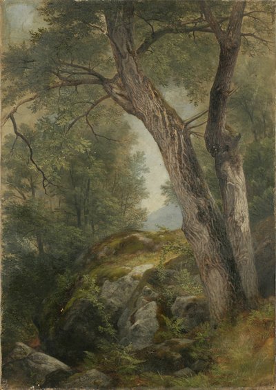 ハーグのバターナットツリー、レイクジョージ、ニューヨーク、1862 作： Asher Brown Durand