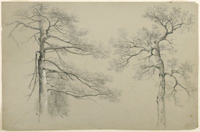 二本の木の研究、ハーグ、レイクジョージ、ニューヨーク、1862年（灰色のブリストル紙にグラファイトと白いガッシュ） 作： Asher Brown Durand