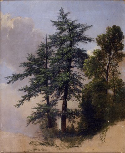 木の研究、ニューヨーク州ニューバーグ、1849 作： Asher Brown Durand