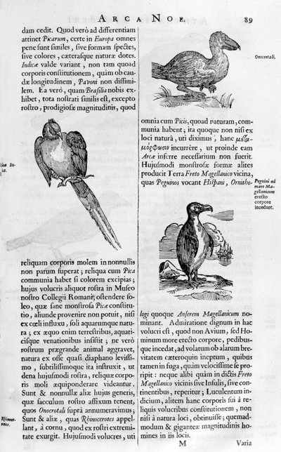 鳥、1675年。 作： Athanasius Kircher