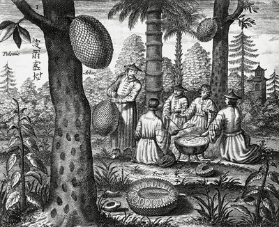中国の果物 (アーバーポロミー、中国のパパイヤ)、中国のモニュメントからの彫刻 作： Athanasius Kircher
