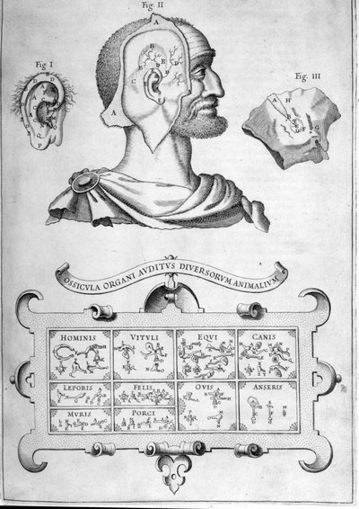 人間の聴覚と他の動物種-アタナシウス・キルヒャー著「Musurgia Universalis」より（ローマ、1600年 作： Athanasius Kircher
