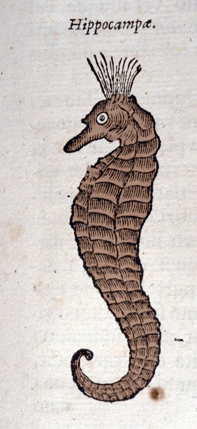 タツノオトシゴの表現。アタナシウス・キルヒャー（Athanasius Kircher, 1601 - 1680）は、イエズス会士、東洋学者、学者である。 作： Athanasius Kircher