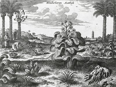 Rhubarb plant, engraving from China monuments   1464577   ja       japanese Successfully Translated  Original: Portrait of Sarah Andriesdochter Hessix Translat: Portrait of Sarah Andriesdochter Hessix 1463225 ja japanese Successfully Translated Original: L 作： Athanasius Kircher