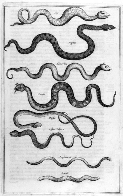 ヘビの種類（アルカノエより 作： Athanasius Kircher