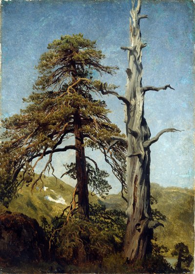 「木の研究、ノルウェー」アウグスト・カッペレン（1827-1852）による絵画1850年国立美術館、オスロ、ノルウェー 作： August Cappelen