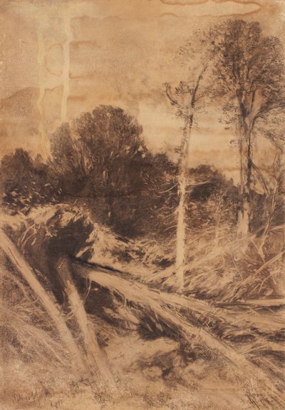 木の研究 作： August Schaeffer von Wienwald