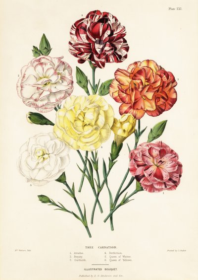 カーネーションの木の品種、Dianthus caryophyllus: Ariadne 1、Beauty 2、Garibaldi 3、Perfection 4、Queen of Whites 5、Queen of Yellows 6 作： Augusta Innes (after) Withers