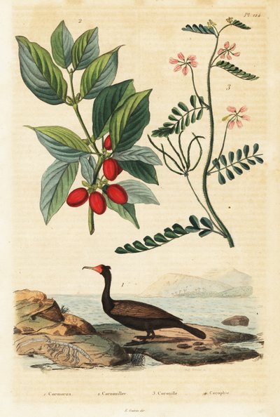 鵜、コーネリアン チェリー、スコーピオン レンゲ、1834-1839 (彫刻) 作： Auguste Dumenil
