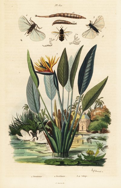 ソルジャーフライ、ツルの花と、1834-1839 (彫刻) 作： Auguste Dumenil