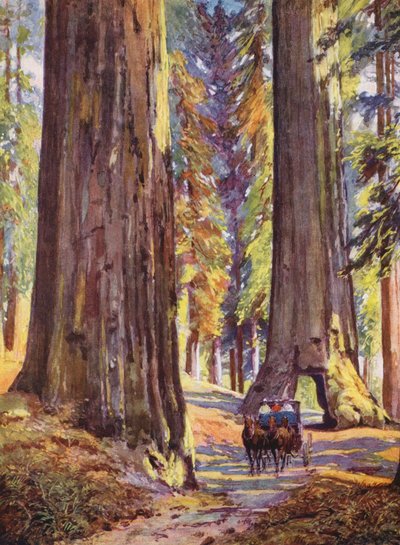 アメリカ、カリフォルニアの巨木（カラーリトグラフ） 作： Auguste Gerardin
