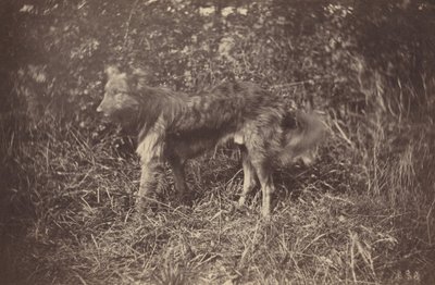 犬の研究、1870 年代後半。 作： Auguste Giraudon