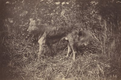 犬の研究 作： Auguste Giraudon