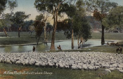オーストラリアの羊の一群 作： Australian Photographer