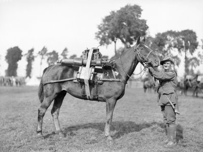 オーストラリアの兵士、244ドライバーFWスティーブンソン、第2オーストラリア機関銃大隊、1917年8月29日、モルベックのオーストラリアパックトレーニングスクールで機関銃を積んだパック馬 作： Australian Photographer