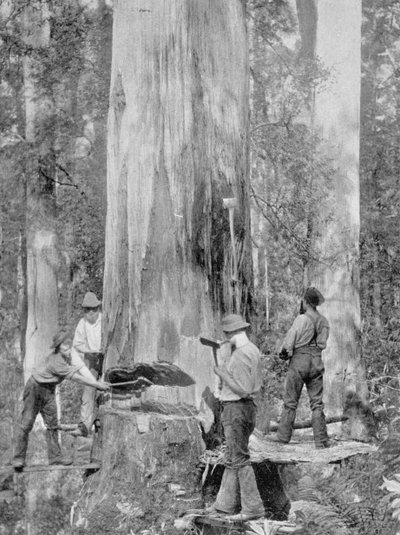 1908年に出版された「サザンクロスの下-オーストラリアの覗き見」からのタスマニア州フオンフォレストのブルーガムの木の伐採、1900年頃 作： Australian Photographer