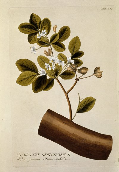 植物：「Guajacun officinale」 Joseph Jacobi Plenck (1735-1807) による「Medicinalium secundum Linnaei digestarum」から描かれたプレート 1788-1803 個人蔵 作： Austrian School