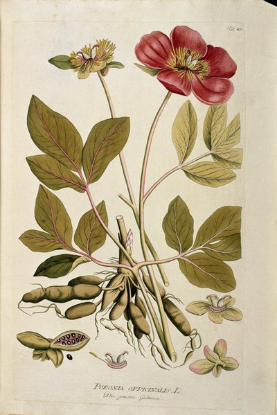 植物：「Peony officinale」（Poeonia officinalis） Joseph Jacobi Plenck（1735-1807）の「Medicinalium secundum Linnaei digestarum」から描かれたプランク 1788-1803 個人蔵 作： Austrian School