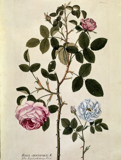 ボタニカル。葉が百枚のバラ（Rosa centifolia） Joseph Jacobi Plenck (1735-1807) 1788-1803 による「Medicinalium secundum Linnaei digestarum」から描かれたプレート。 作： Austrian School