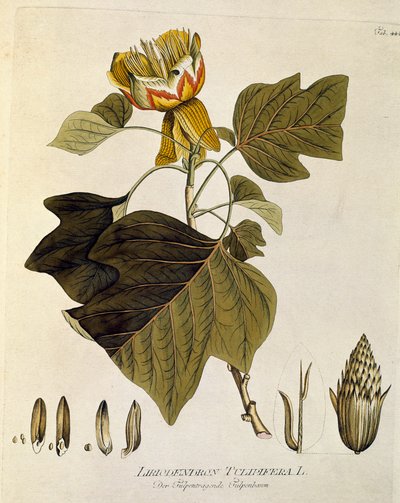 植物学："Tulipier of Virginia" (Liriodendron tulipifera) Joseph Jacobi Plenck (1735-1807) 1788-1803 個人蔵 "Medicinalium secundum Linnaei digestarum" より引用。 作： Austrian School