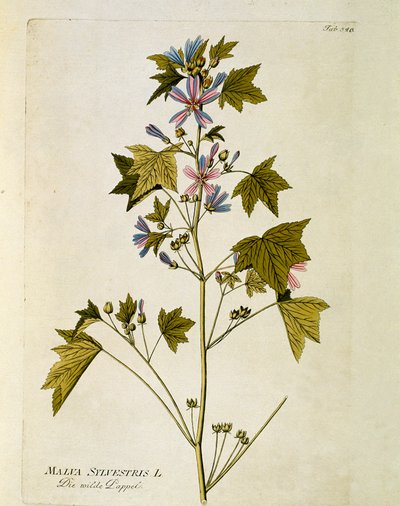 植物：大紫（Malva sylvestris） Joseph Jacobi Plenck (1735-1807) 1788-1803による「Medicinalium secundum Linnaei digestarum」から描かれたプレート 個人蔵 作： Austrian School