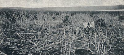 キャッサバプランテーション、1895 作： Axel Frick