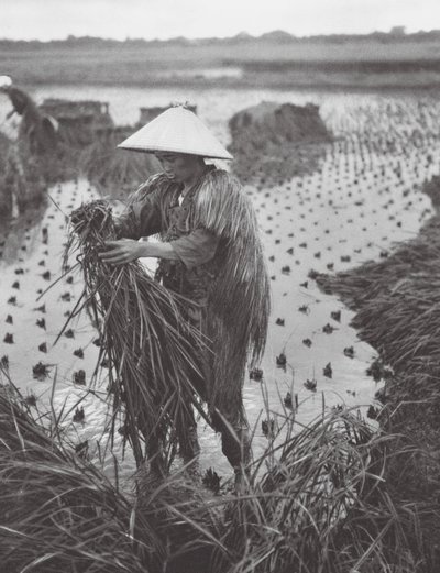 日本新潟近郊の稲刈り（モノクロ写真） 作： Axel von Graefe