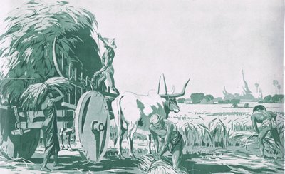 ビルマの水田（マクミラン社の学校用ポスターより）、1950-60年代（リトグラフ版 作： Ba Nyan