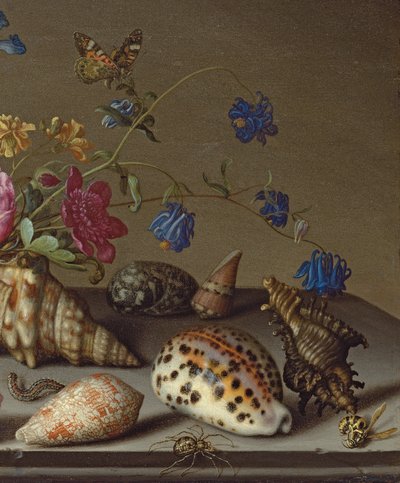 石の棚にある花、貝殻、昆虫 作： Balthasar van der Ast