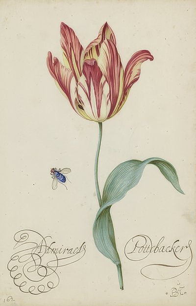 チューリップとハエの研究。 1620-29 作： Balthasar van der Ast