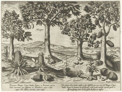 東インド諸島の果樹と低木 作： Baptista van Doetechum