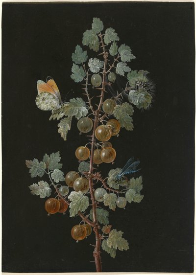 トンボ、オレンジ チップ蝶、毛虫とグーズベリーの枝 作： Barbara Dietzsch