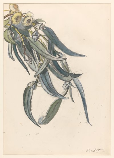 ユーカリの開花枝 作： Barbara Elisabeth van Houten