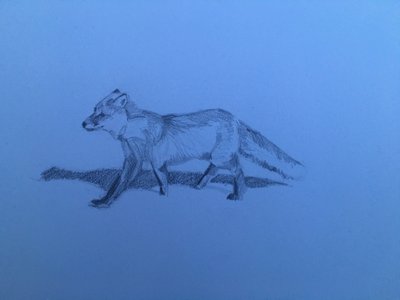 フォックス、2018年 作： Barbara Hoogeweegen